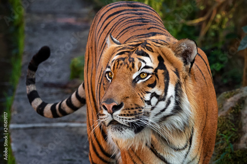 Tiger malay