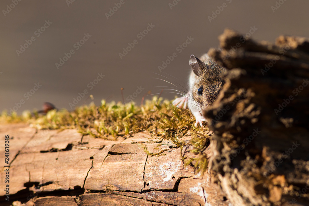 House mouse (Mus musculus) in autumn House mouse (Mus musculus) in autumn