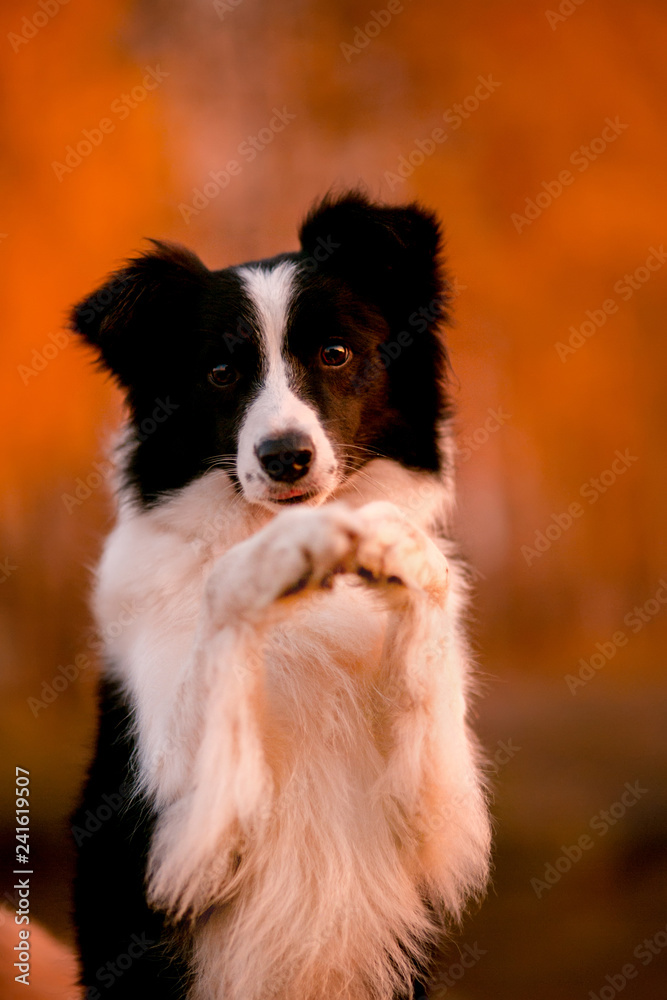 black and white dog Border collie stay on grass. sunset. yellow forest on background. autumn