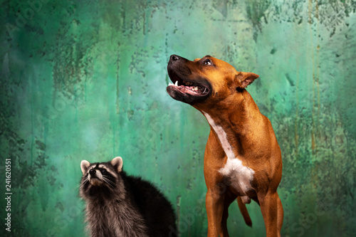 Cute dog with raccoon sits at textured background