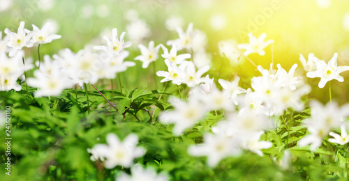 Anemone sylvestris in spring forest
