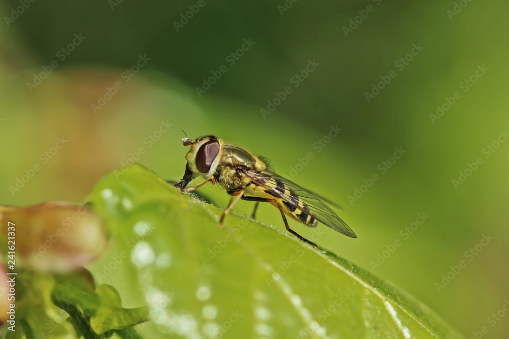 Syrphidae - Hoverfly on the green leaf. Syrphidae - Hoverfly on the green leaf.