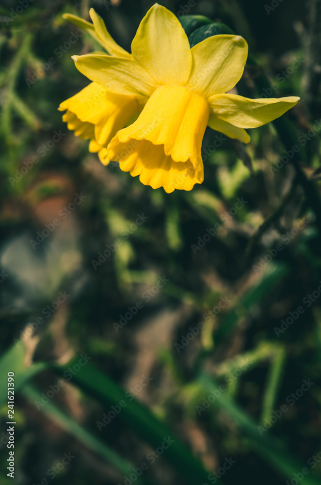 vibrant yellow daffodil flower