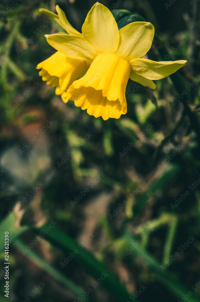 vibrant yellow daffodil flower vibrant yellow daffodil flower