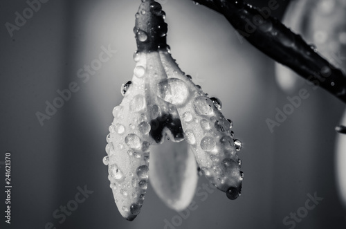 Fototapeta Naklejka Na Ścianę i Meble -  wet white snowdrop flower macro