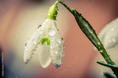 Fototapeta Naklejka Na Ścianę i Meble -  wet white snowdrop flower macro