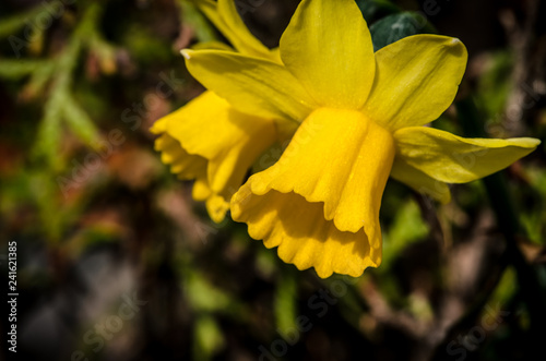 Fototapeta Naklejka Na Ścianę i Meble -  yellow daffodil flower