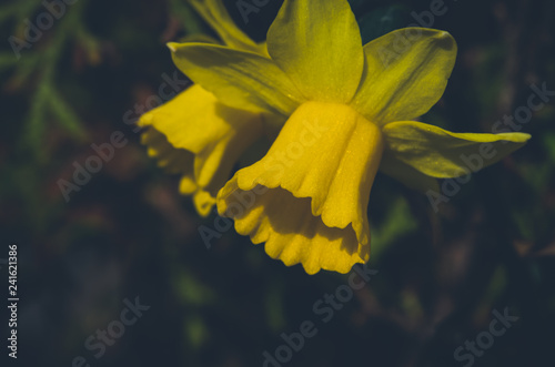 Fototapeta Naklejka Na Ścianę i Meble -  yellow daffodil flower
