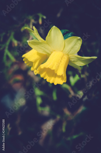 Fototapeta Naklejka Na Ścianę i Meble -  yellow daffodil flower
