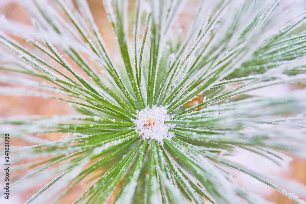 Coniferous branches covered with hoarfrost. Coniferous branches covered with hoarfrost.