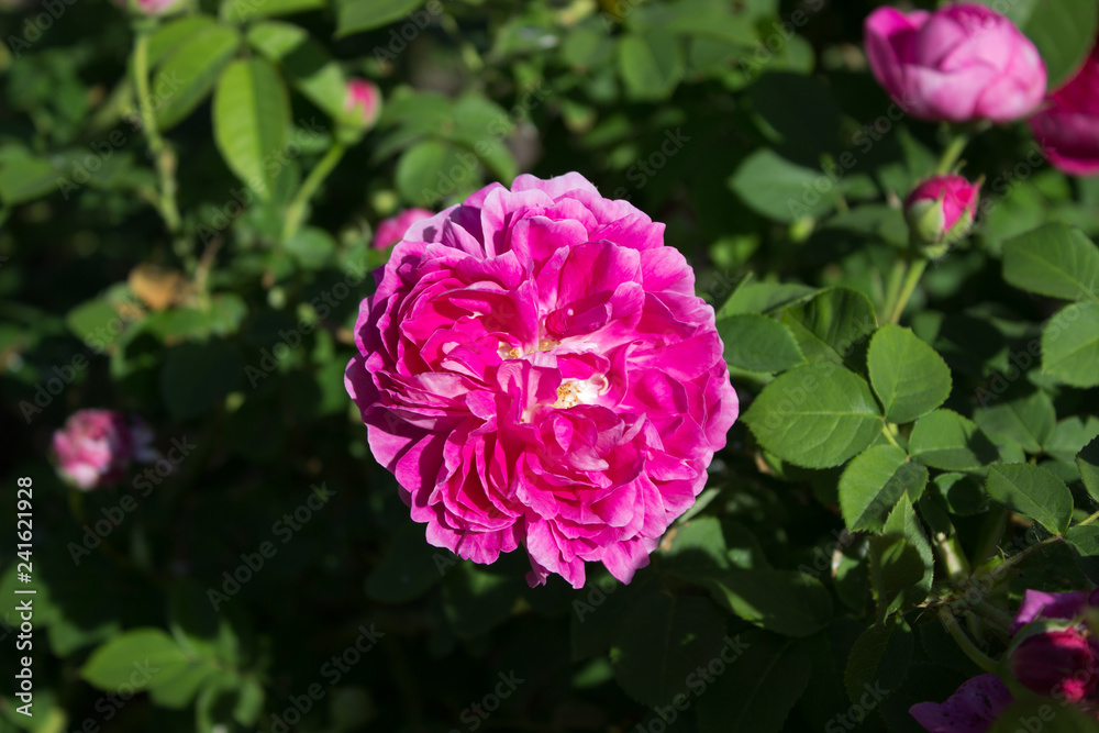 Fototapeta premium Rose pink