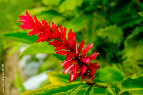 Close up on Caribbean flower in full bloom on the Blue Mountains, Jamaica