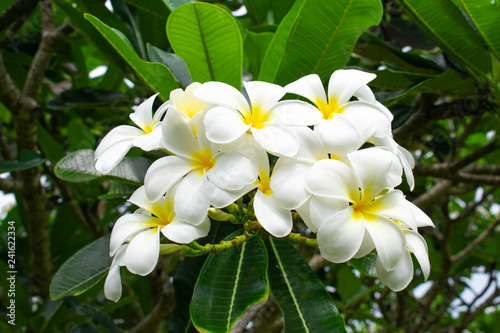 Beautiful tropical white flowers (plumeria) in garden.