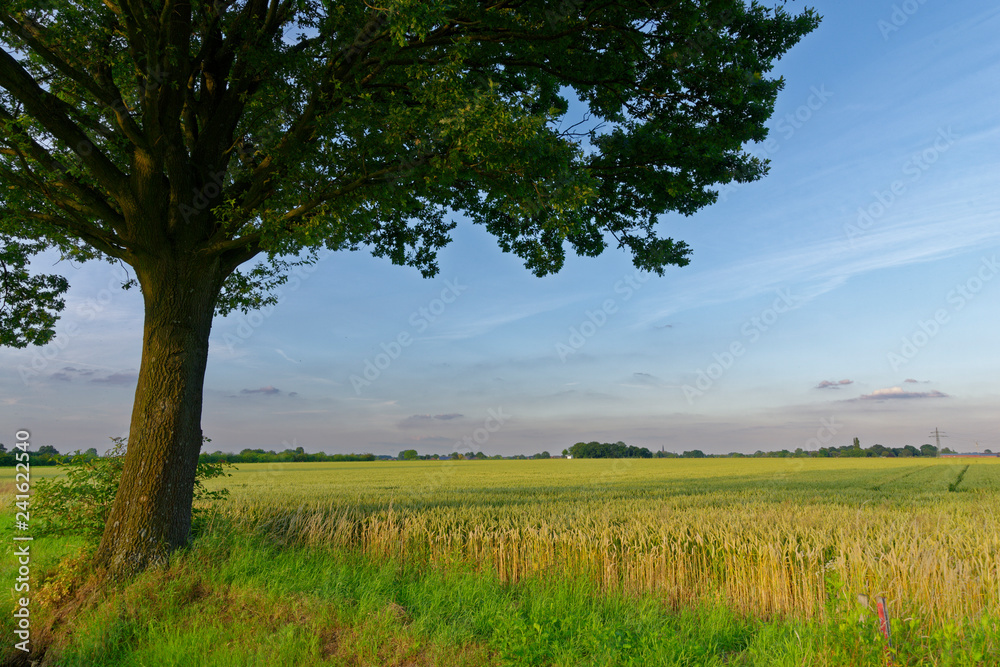 Fototapeta premium Stieleiche am Feldrand