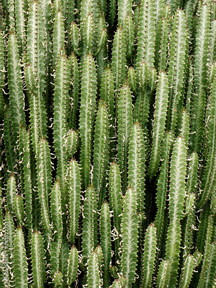 Cactus Cactus