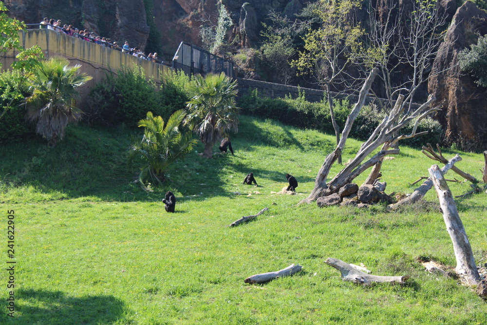 Obraz premium visiting the cabarceano gorillas