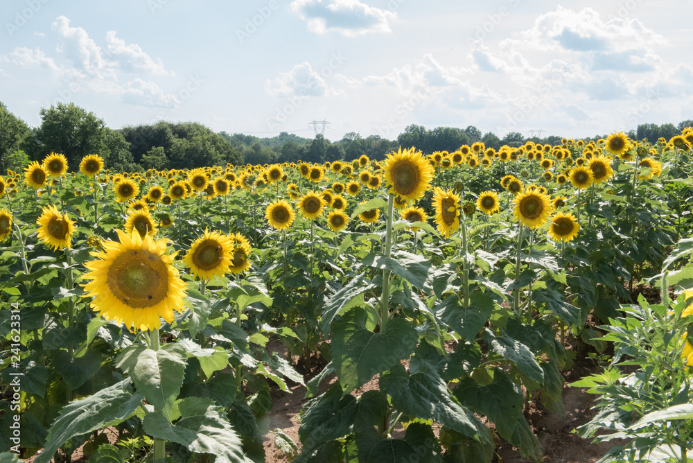 Obraz premium Sun Flowers - 5