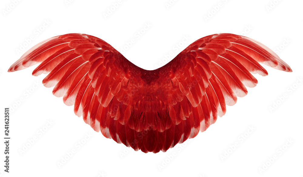 Obraz Angel wings isolated on white background. The wings of the pigeon.