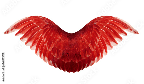 Angel wings isolated on white background. The wings of the pigeon.