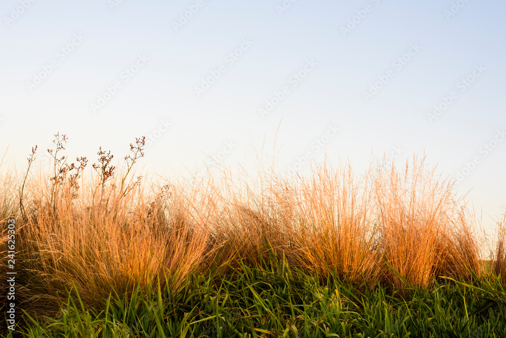 grass on a morning sky background