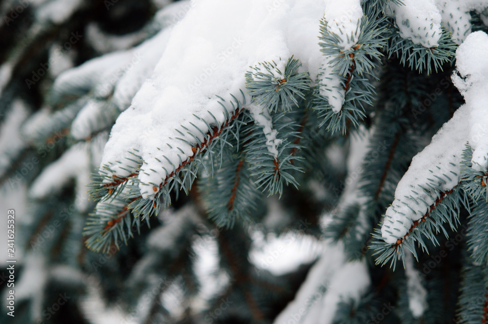 Blue spruce branches under snow in winter forest.