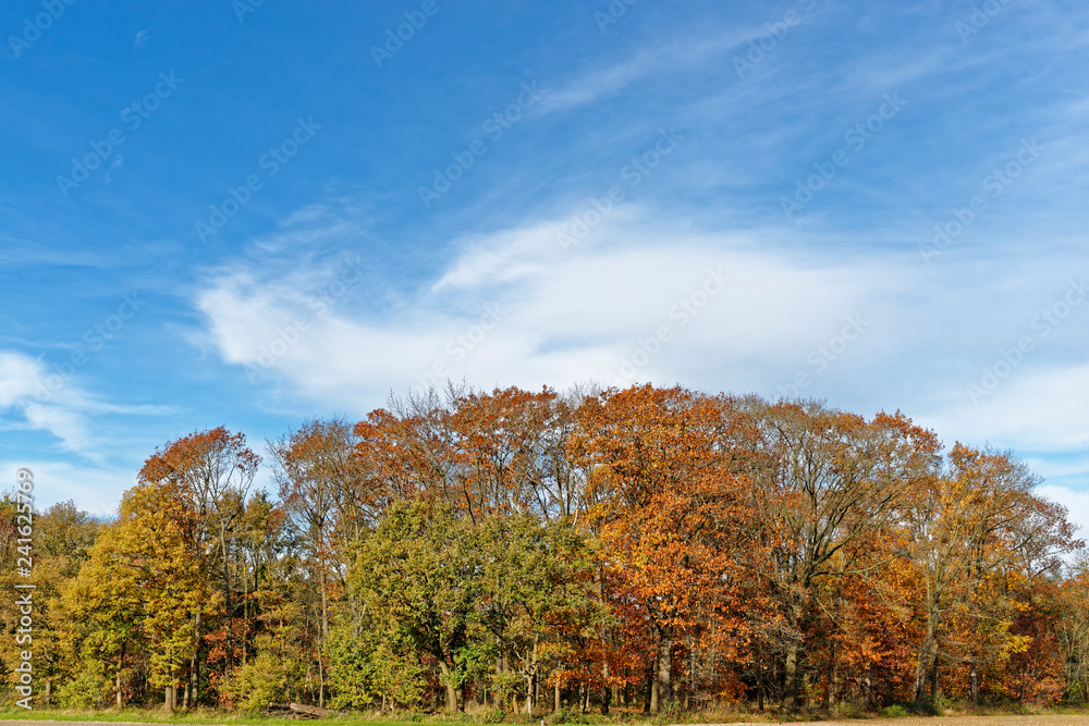 Fototapeta premium Herbstwald am Niederrhein