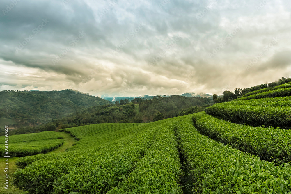 Amazing landscape view of tea plantation in sunset time.
