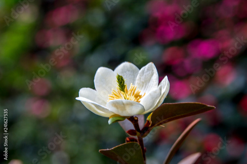 Fototapeta Naklejka Na Ścianę i Meble -  white lotus flower