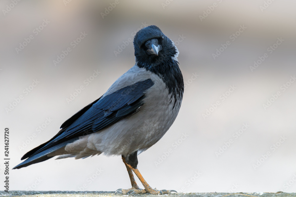 Fototapeta premium The carrion crow (Corvus corone)