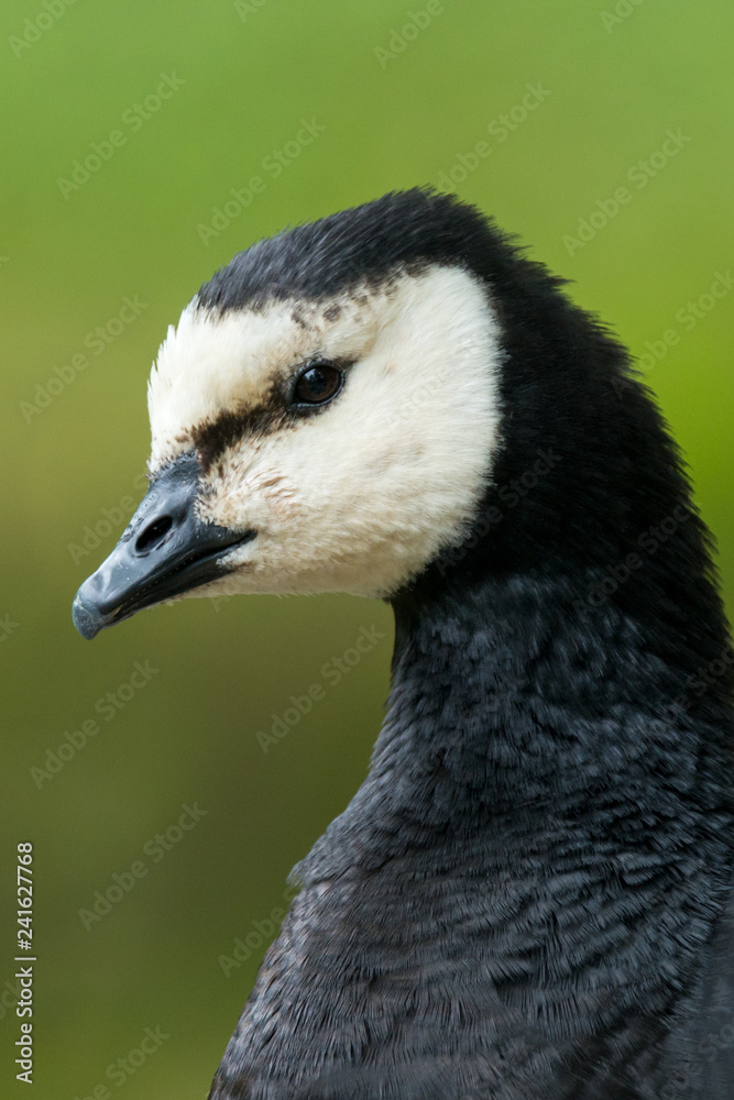 Fototapeta premium The barnacle goose (Branta leucopsis)