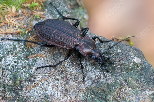 ground beetle - Carabus granulatus