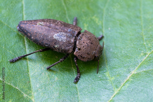 metallic wood-boring beetle - Capnodis tenebricosa photo