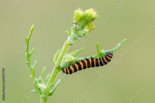 Tableau sur toile caterpillar of cinnabar moth (Tyria jacobaeae)