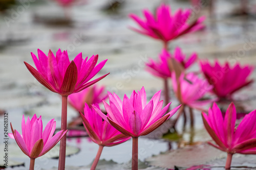 The red lotus blooming in the lake