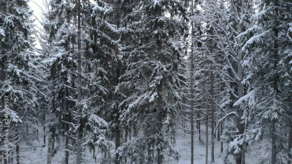 Camera moves in snowy winter forest. Lots of frozen, snow covered trees. Camera moves in snowy winter forest. Lots of frozen, snow covered trees.