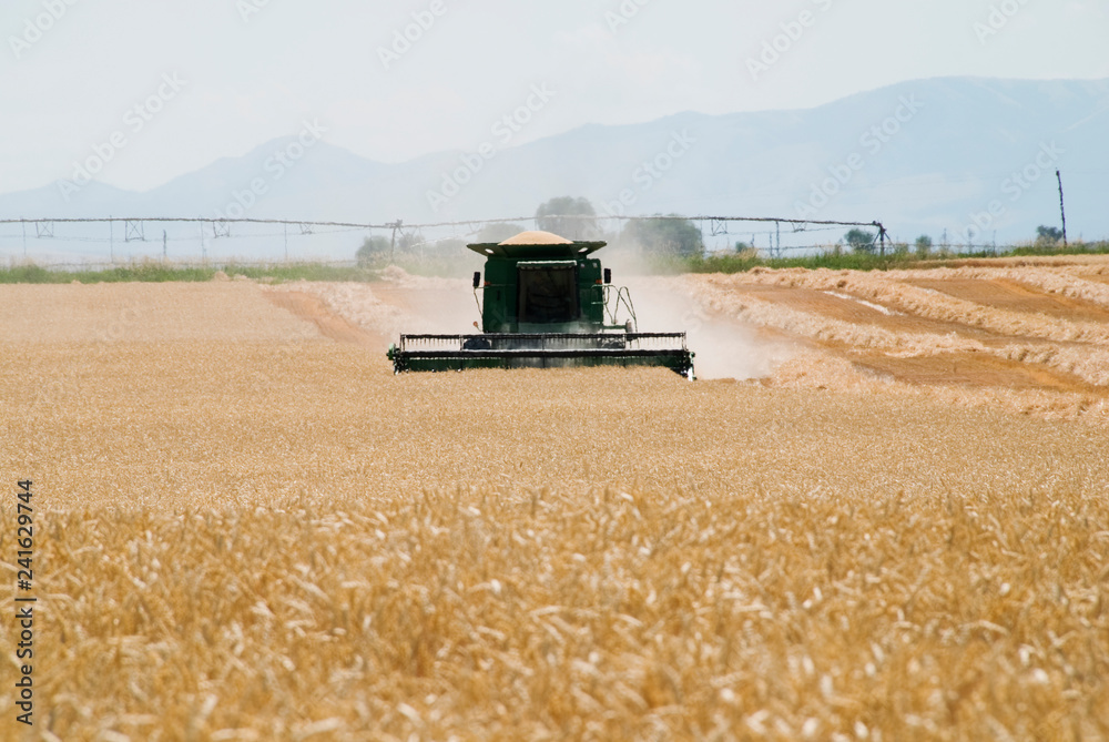 Obraz premium Grain Harvest