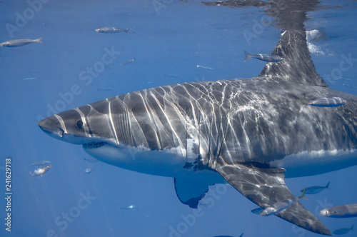 White Shark © scubagreg123