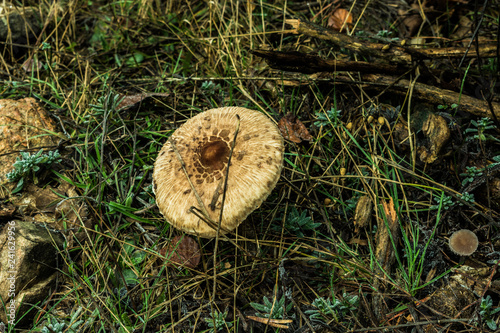 mushroom detail in mountain forest