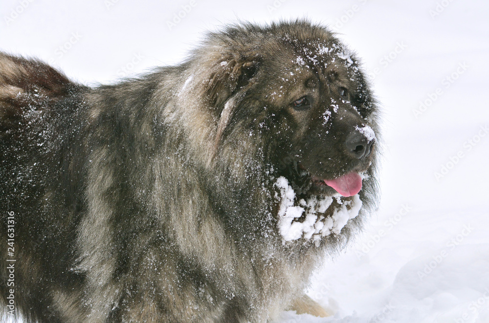 Big Caucasian Shepherd Dog portrait Stock Photo Adobe Stock