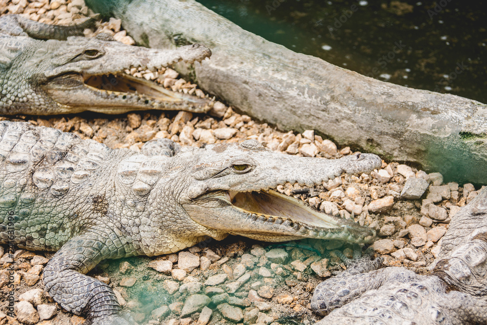 Fototapeta premium cocodrilo