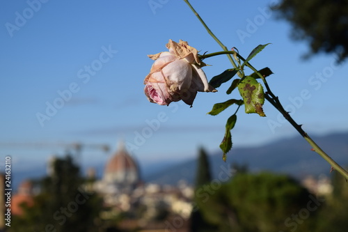 Rose Garden 2, Florence