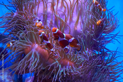 Beautiful clown fish with anemone. © Composer