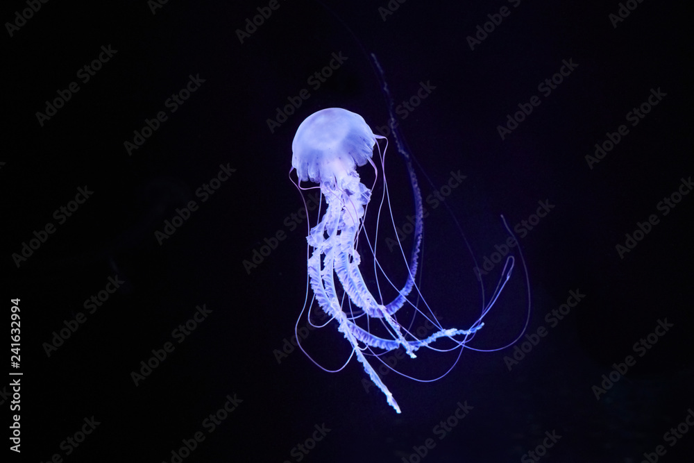 Naklejka premium Pięknie oświetlona meduza kompasowa