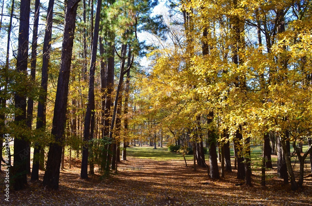 yellow foliage in autumn