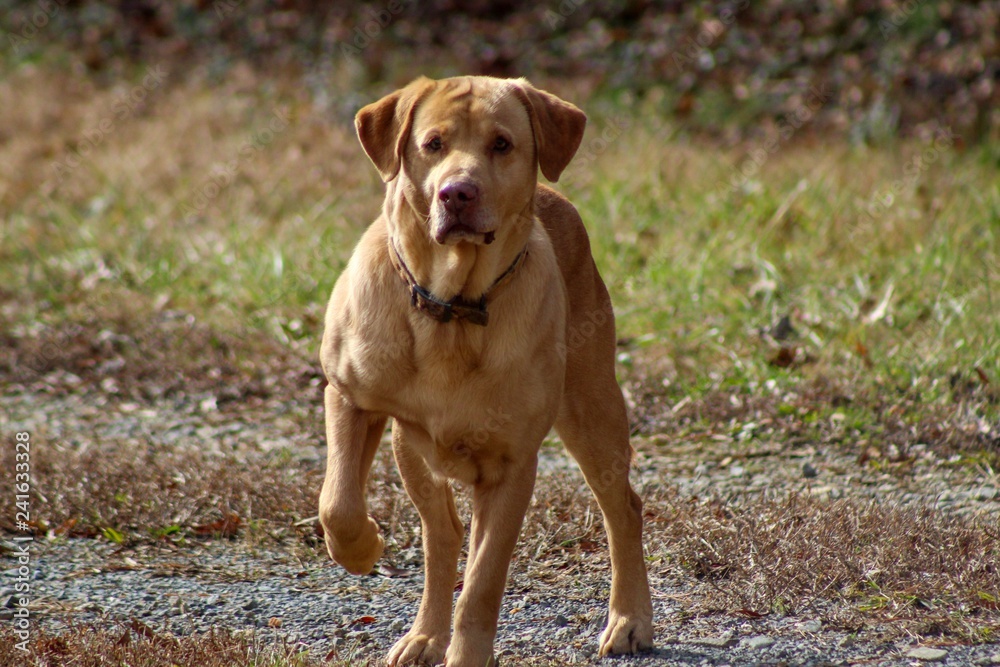 Golden Labrador retriever listening and looking 