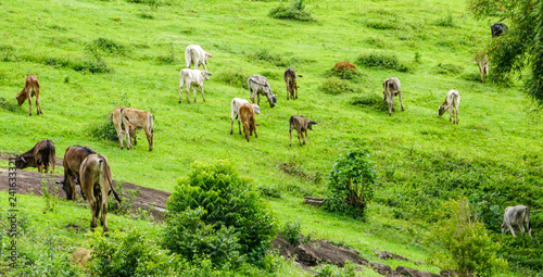 General view of oxen grazing in a deforestated area by livestock and agriculture. Sao Paulo's countryside, Brazil.
