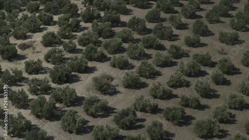 Aerial view of trees in olive orchard / Olvera, Malaga, Spain