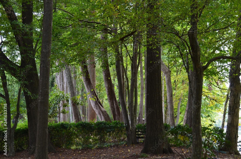Fototapeta premium trees on the bank of the Chattahoochee river