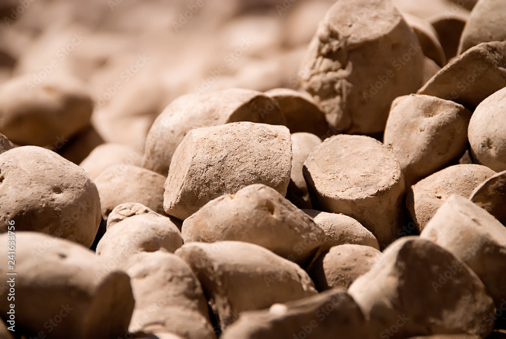 Close up of Seed Potato