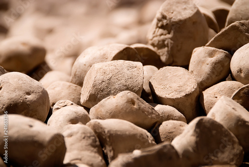 Close up of Seed Potato